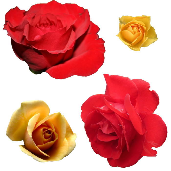 <p>Isolated Flowers.</p>