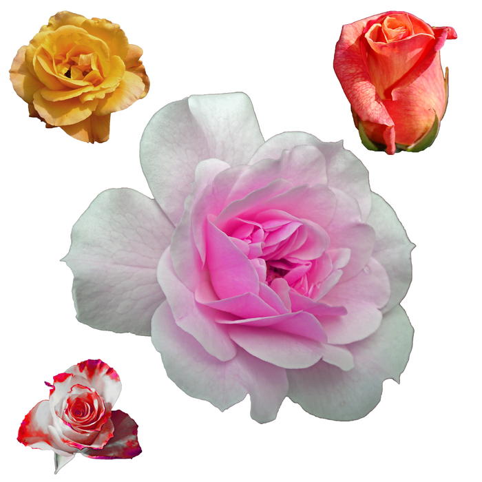 <p>Isolated flowers.</p>