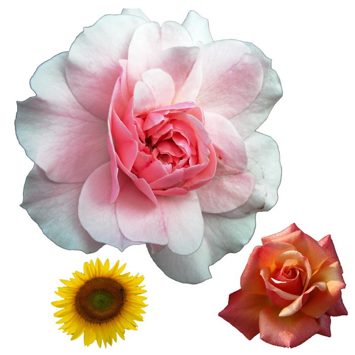 <p>Isolated flowers.</p>