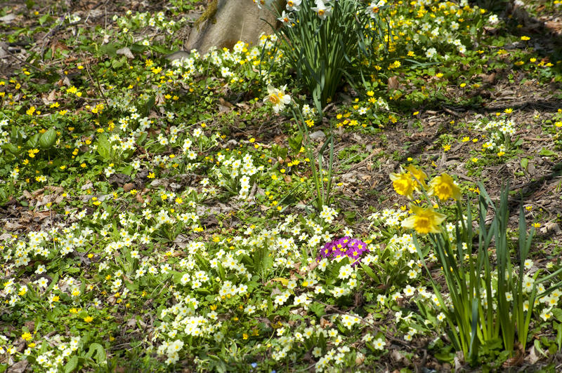 Yellow daffodil and primrose flowering under the trees in woodland in springtime