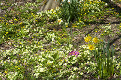 7894   Daffodil and primrose in springtime