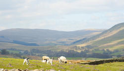 7760   Sheep in the Yorkshire Dales