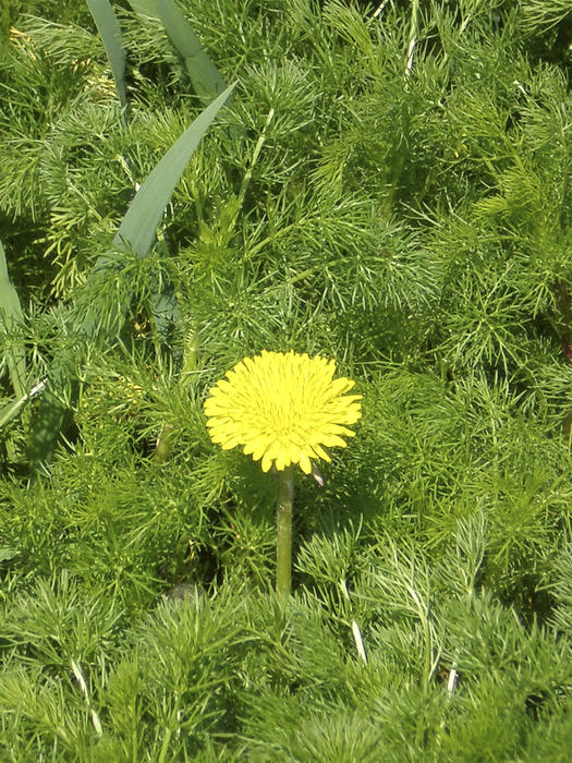 <p>an single dandelion,flower on the runaways of camomiles</p>