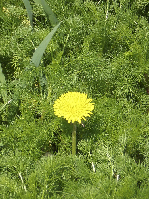 <p>an single&nbsp;dandelion,flower on the runaways of camomiles</p>