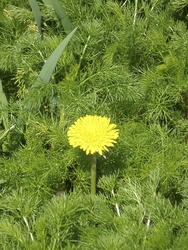 8158   dandelion and camomiles