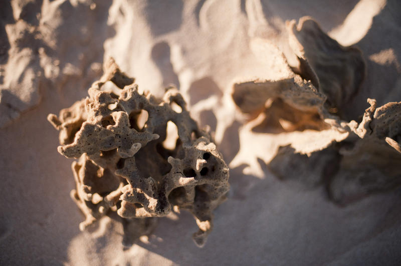 View from above of a branch of dead coral washed up on a sandy tropical beach in bright summer sun