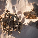 10951   Dead coral washed up on a sandy beach