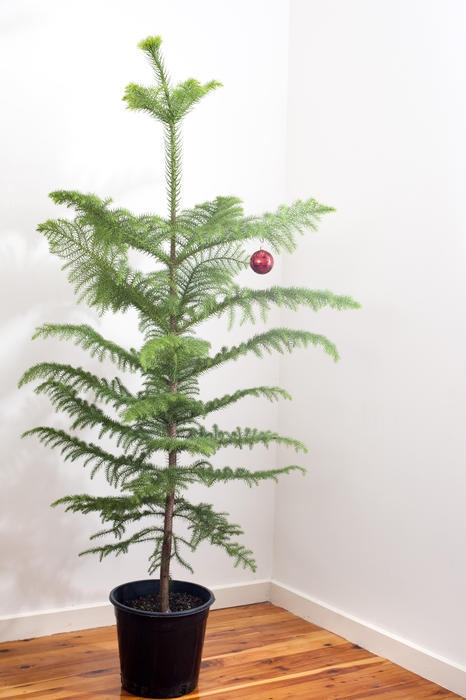 A little natural potted pine Christmas tree with a single red bauble hanging from its branches standing in the corner of a room