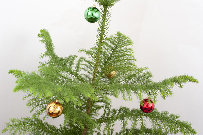 Decorated natural pine Christmas tree with delicate branches adorned with hanging colourful baubles, close up view over a white background