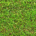 9442   digital grass002