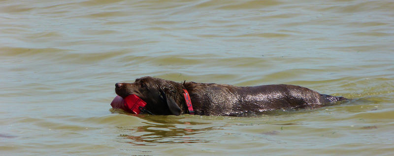 Life guard dog in the sea