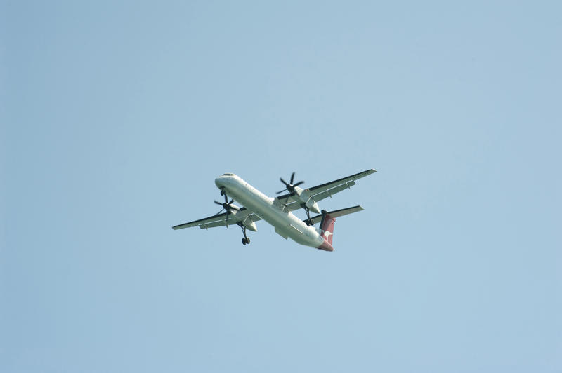 Single Domestic Flight Up in the Light Blue Sky, Emphasizing Copy Space.