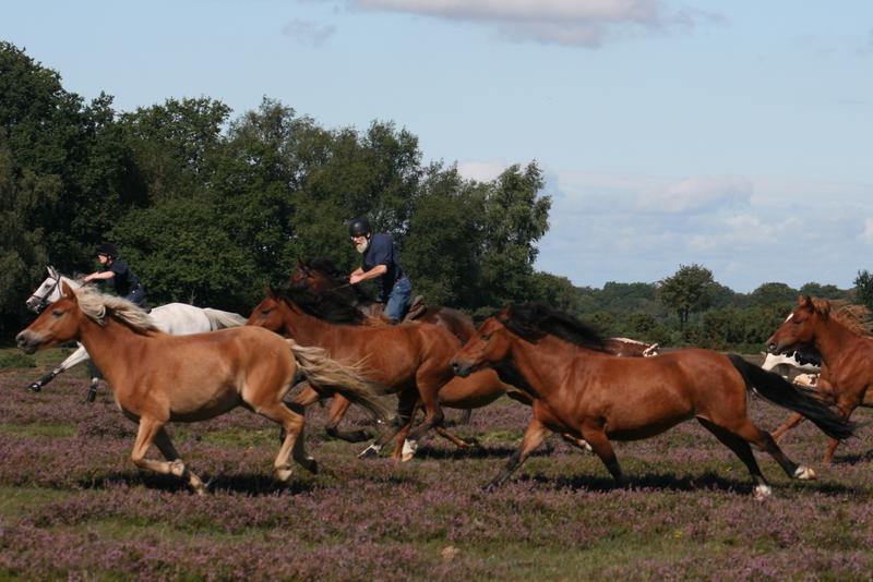 <p>THE NEW FOREST DRIFTS: Each year, every one of the ponies in the New Forest, England is brought in for a health check! This appers similar to scenes from the 'Wild West' at times, but is very well controlled, and no animals are hurt at all during the 'Pony RoundUps'!</p>
