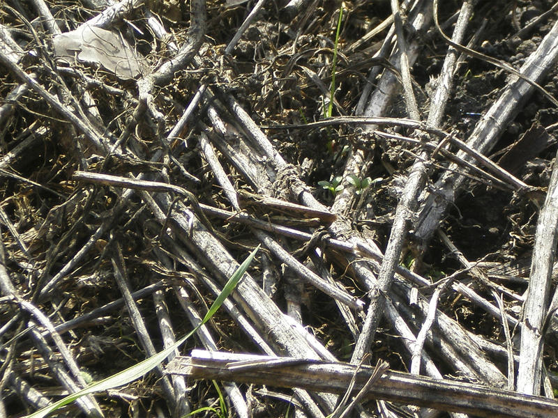 <p>dry grass,grasshoper&nbsp;</p>