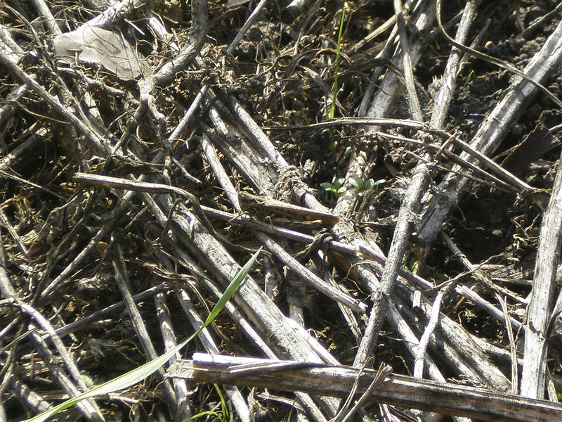 <p>dry grass,grasshoper </p>