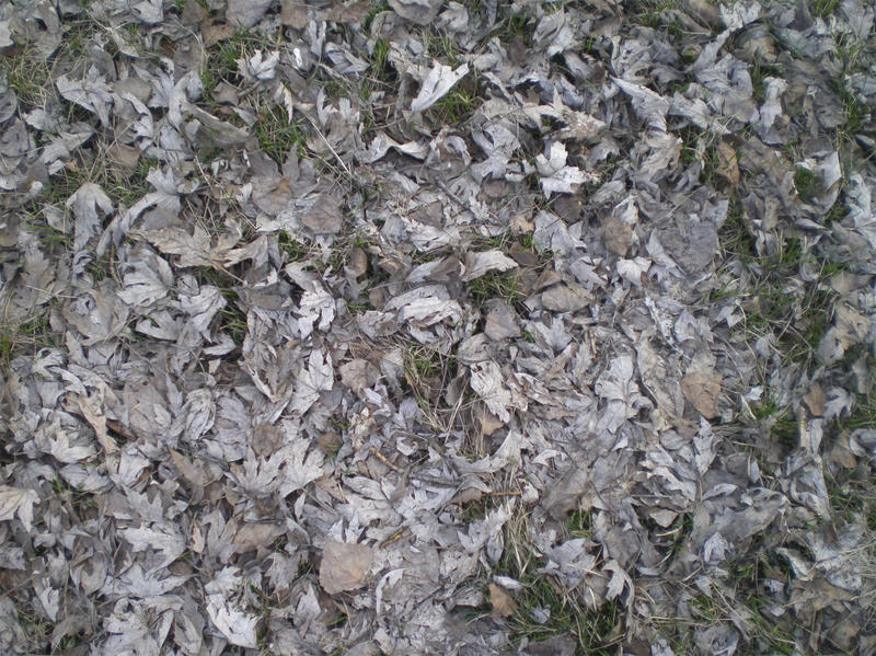 <p>dry leaves of a maple <br />
dry branches<br />
little leaves of a poplar<br />
structure<br />
photo of cloudy day<br />
different dry leaves<br />
dry grass<br />
green bushes of a grass&nbsp;</p>