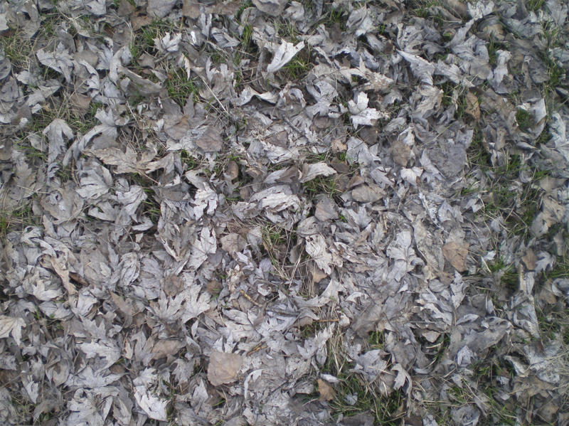 <p>dry leaves of a maple <br />
dry branches<br />
little leaves of a poplar<br />
structure<br />
photo of cloudy day<br />
different dry leaves<br />
dry grass<br />
green bushes of a grass </p>