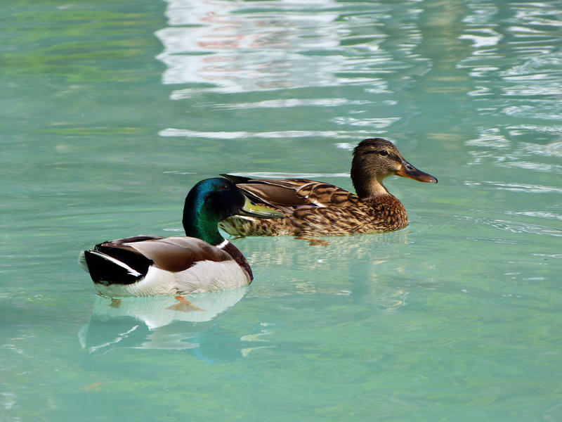 Ducks enjoying the sun shine in Benalmadena Parc.