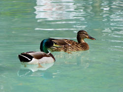 8252   Ducks in Benalmadena Parc
