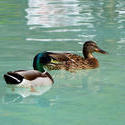 8252   Ducks in Benalmadena Parc