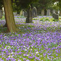 7878   Easter crocus flowers