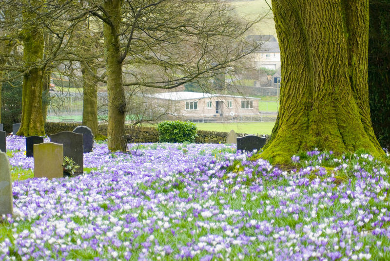 Eastertime in a churchyard with fresh flowering spring bulbs and crocuses carpeting the ground between the headstones