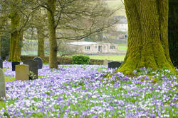 7901   Eastertime in a churchyard