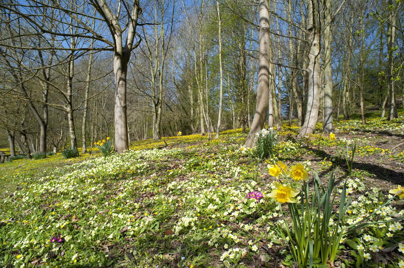 Yellow primula and daffodils flowering in the sunshine in open woodland at Eastertime