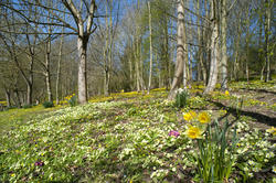 7882   Eastertime woodland flowers