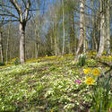 7882   Eastertime woodland flowers