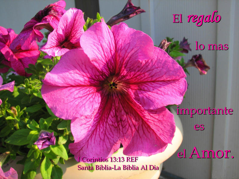 <p>Mom's Petunia</p>
Mom's Petunia