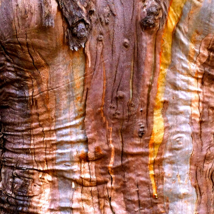 <p>Old eucalyptus bark in Corsica, near Ajaccio.</p>

