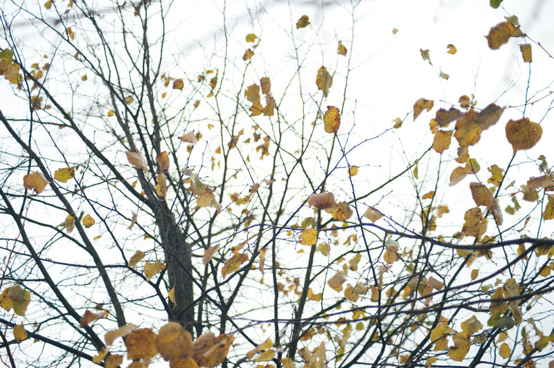 Last days of fall or autumn with a tracery of tree branches with sparse remnants of colorful yellow autumn foliage