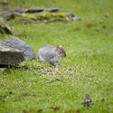 9836   Grey squirrel eating seeds in a garden