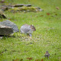 9836   Grey squirrel eating seeds in a garden