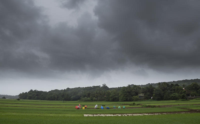 <p>Farmers working during a monsoon day</p>