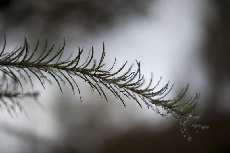 Close Up of Coniferous Fir Tree Twig Covered in Dew Drops in Dim Overcast Lighting