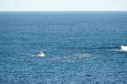 10791   Fishing at in a wide open ocean