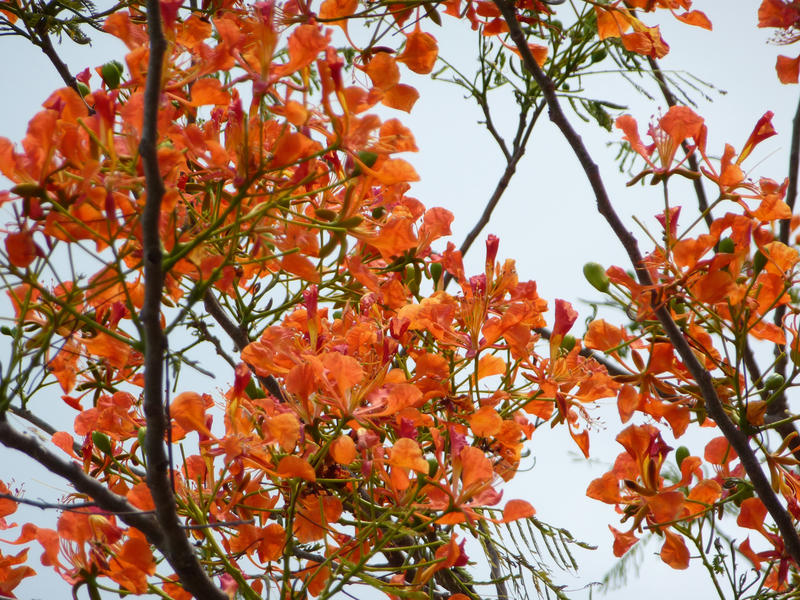 a flame tree in full bloom