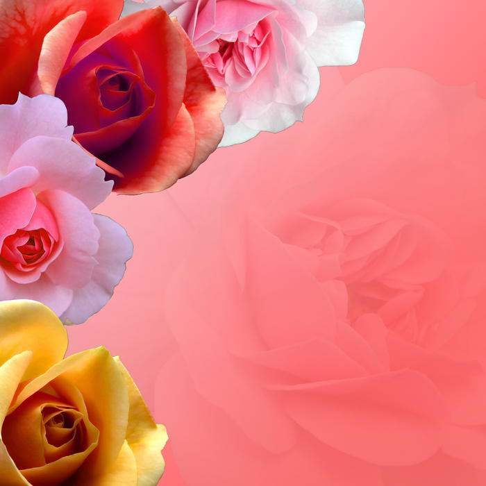 <p>Pretty pink floral rose page background.</p>