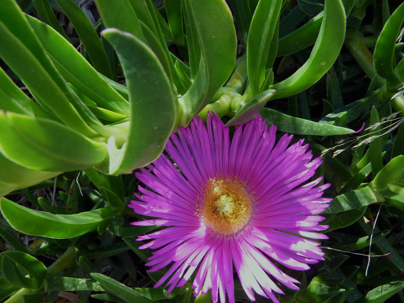 <p>Nice flower</p>Shot in Crete
