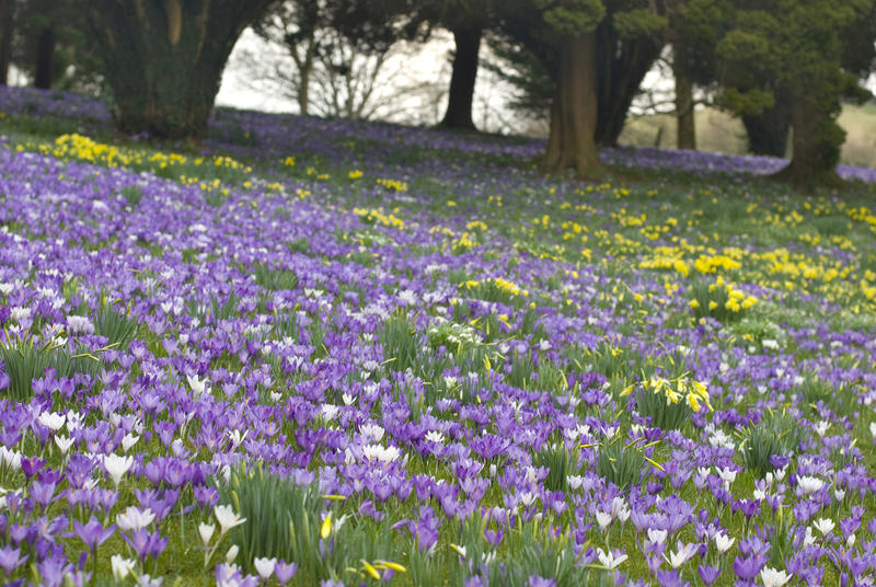 Low angle view of pretty flowering purple crocus amongst green grass in woodland during spring