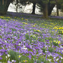 7879   Flowering purple crocus