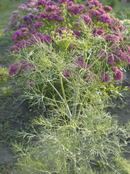 <p>fennel, </p>