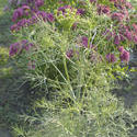 8154   flowers and fennel