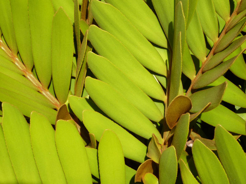 Closeup on green fern plant leaves