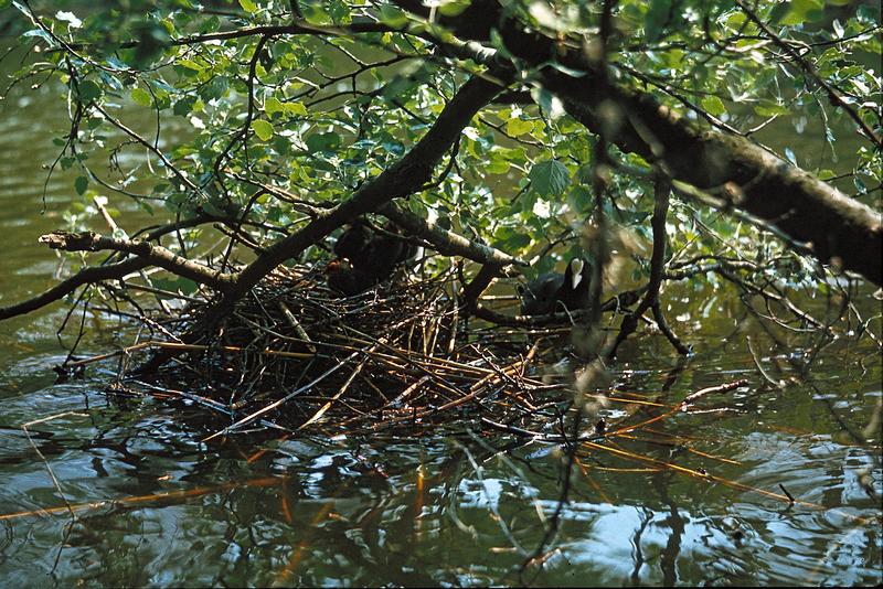 <p>Amsterdam forest - Waterhens on nest, originally slide</p>
