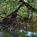 10527   forest waterhens on nest