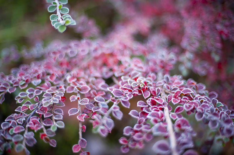 Colorful frozen red leaves on a plant ringed with white hoar frost in a closeup oblique angle view