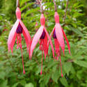 10947   Three hanging pink fuschia flowers